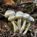 Tricholoma_cingulatum_bi5216