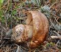 Tricholoma_colossus_bm7571