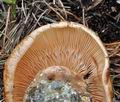 Tricholoma_colossus_bm7576