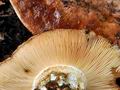 Tricholoma_colossus_jf9215