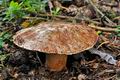 Tricholoma_colossus_jf9219