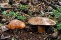 Tricholoma_colossus_jf9222