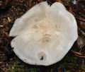 Tricholoma_columbetta_bm7649