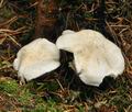 Tricholoma_columbetta_bm7651