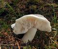 Tricholoma_columbetta_bm7655