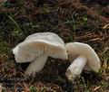 Tricholoma_columbetta_bm7681