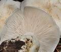 Tricholoma_columbetta_bm7683