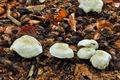 Tricholoma_columbetta_jf9315