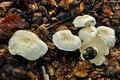 Tricholoma_columbetta_jf9319