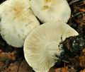 Tricholoma_columbetta_jf9322