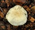 Tricholoma_columbetta_jf9325