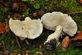 Tricholoma_columbetta_jf9329