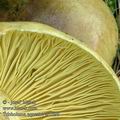 Tricholoma_equestre_ac7699