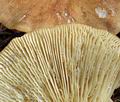 Tricholoma_equestre_bm7354