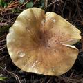 Tricholoma_equestre_bm7356