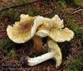 Tricholoma_equestre_bm7972