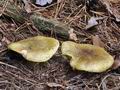 Tricholoma_equestre_bp2109