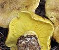 Tricholoma_equestre_bp2123