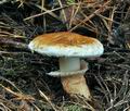 Tricholoma_focale_bv5504