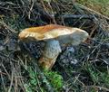 Tricholoma_focale_bv5691