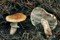 Tricholoma_focale_bv5702