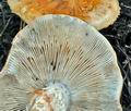 Tricholoma_focale_bv5706