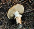 Tricholoma_focale_bv5836