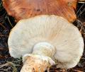 Tricholoma_focale_bv5842