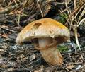Tricholoma_focale_bv6551