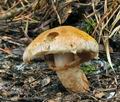 Tricholoma_focale_bv6551