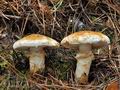 Tricholoma_focale_bv6562