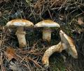 Tricholoma_focale_bv6567