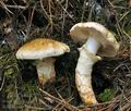 Tricholoma_focale_bv6570