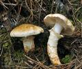 Tricholoma_focale_bv6570