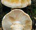 Tricholoma_focale_bv6582