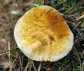 Tricholoma_focale_bv6588