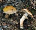 Tricholoma_focale_bv6592