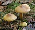 Tricholoma_frondosa_bp3036