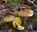 Tricholoma_frondosa_bp3050