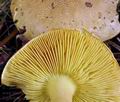 Tricholoma_frondosa_bp3051