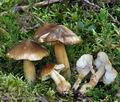 Tricholoma_fucata_bi4286