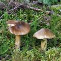 Tricholoma_fucata_bi4296