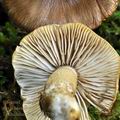 Tricholoma_fucata_bi4298