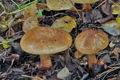 Tricholoma_fulvum_bs8299