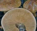 Tricholoma_fulvum_bs8309