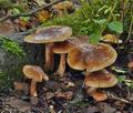 Tricholoma_fulvum_bs8323