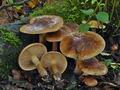 Tricholoma_fulvum_bs8328