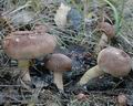 Tricholoma_imbricatum_ac6789