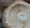 Tricholoma_imbricatum_ac6795