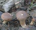 Tricholoma_imbricatum_ac6802